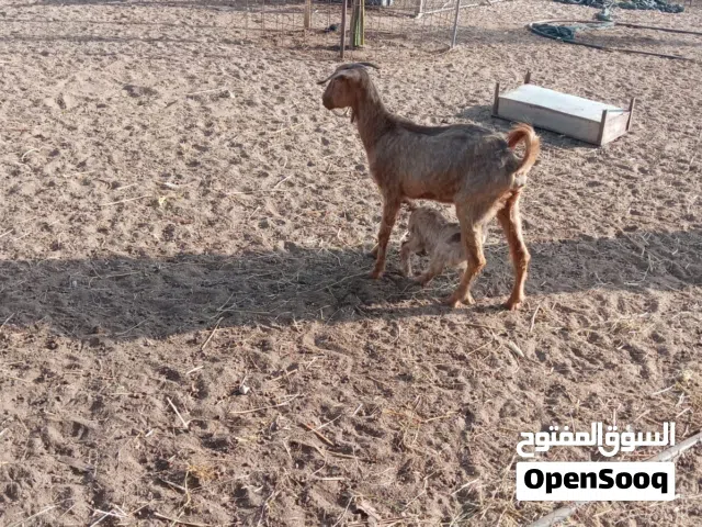 للبيع هوش 4