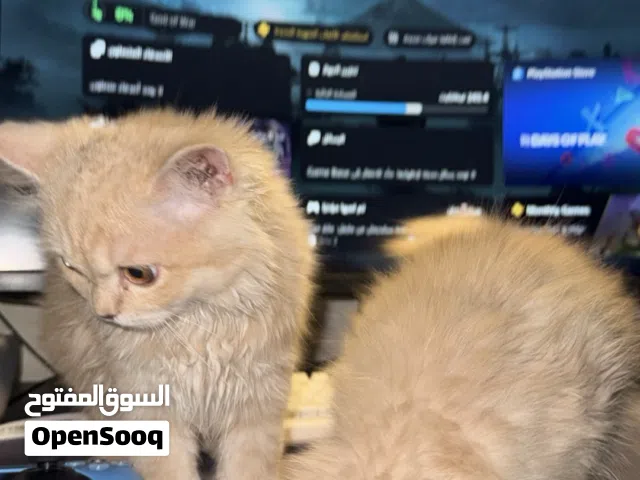 قطتين شيرازي وحده ذكر ووحده انثى