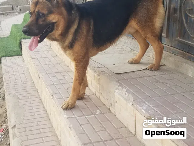 كلب بليسي جرمني