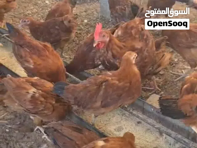 دجاج فرنسي الاحمر