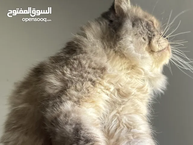 قط هملايا ذكر أليف جدا