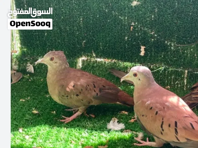 للبيع يمام انواع مختلفة منتجات من الإنتاج.