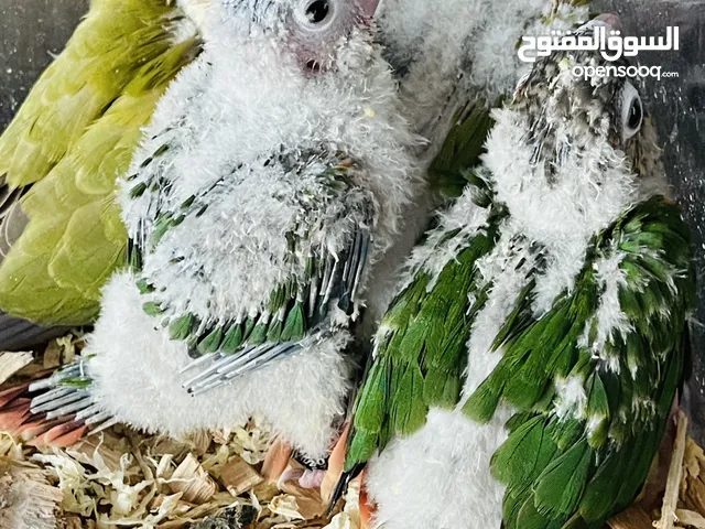 Green cheek & pinapple conure red factor Handfeeding 7 nos chicks with ID ring at Khalifa City