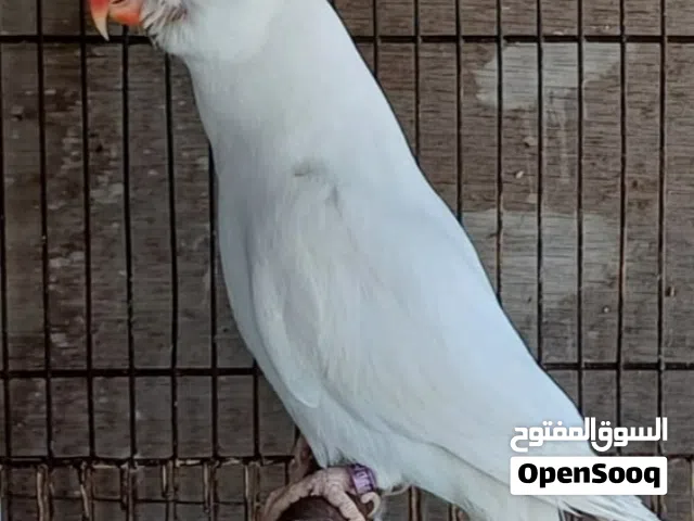 للبيع ذكر متو ابيض غير متعلم جاهز حق لانتاج