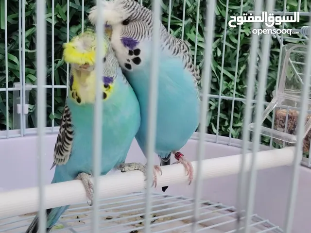 للبيع باجي (هوقو ) هادي ويرقص و ويغرد وشرط الصحه .............................