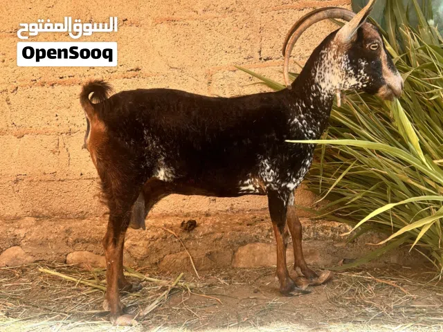 للبيع شاه صلاليه فل سمنة ماشاء الله