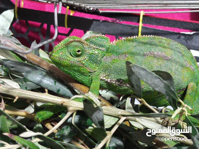 حرباء ملونه