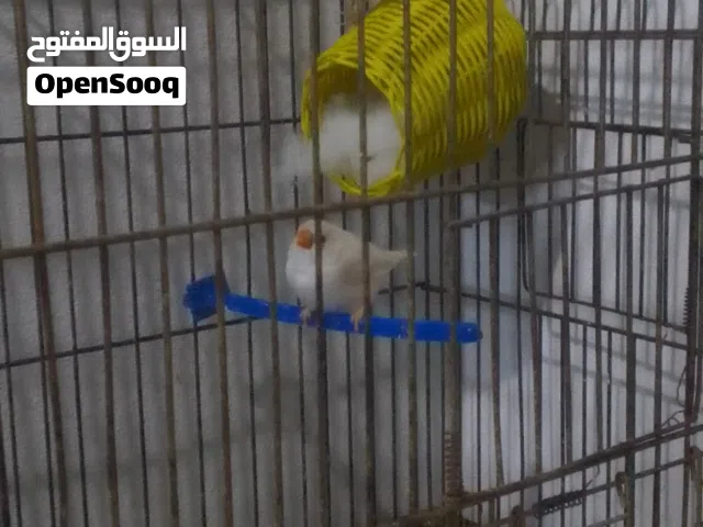 جوز زيبر امشوشا