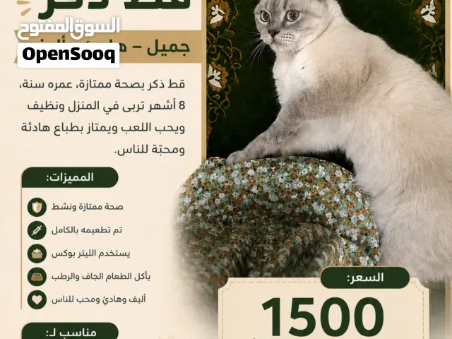 قط للبيع ذكر