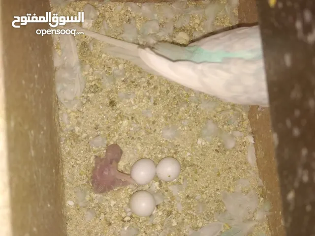 3 جواز حب شغالات مع بيض وفراخ مقفصات