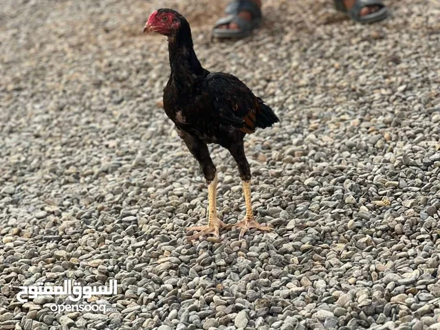 طيور طصفيه تابع الوصف