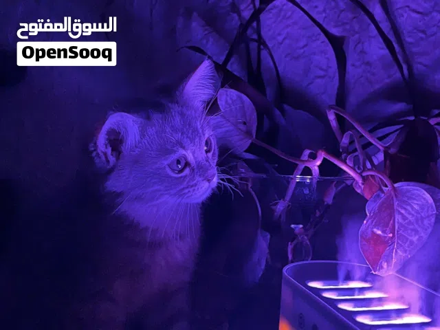 قطوة سكوتش ستريت