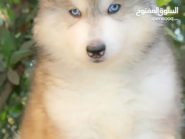 جراوي هاسكي