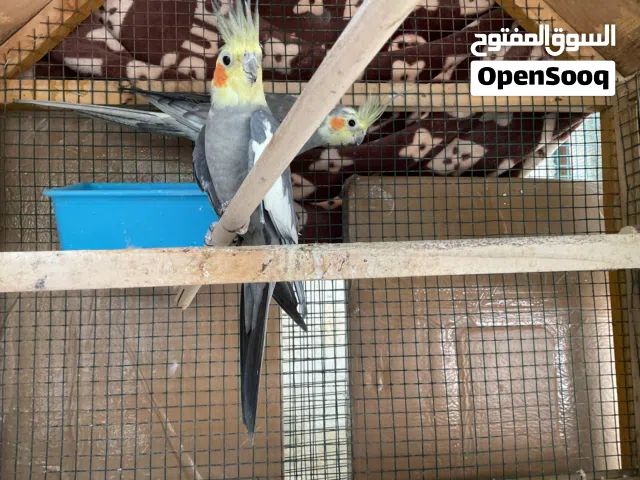 بغبغاء كوكتيل زوج للبيع بسعر ممتاز