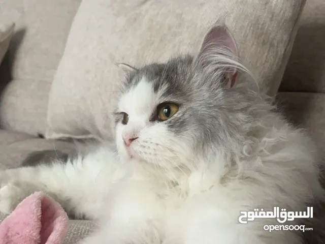 قط للتبني ( شيرازي ابيض ورمادي )