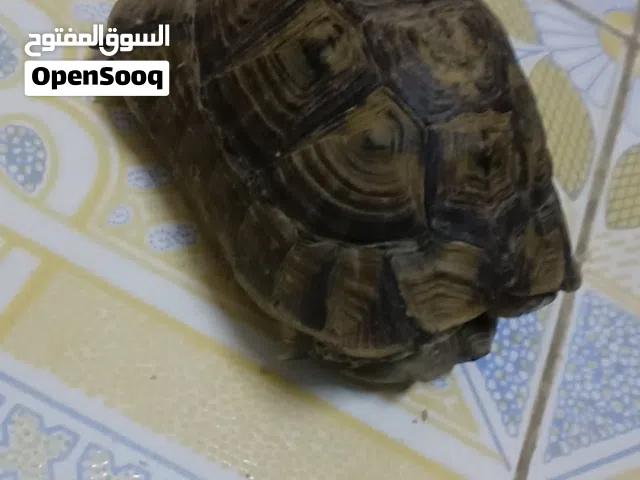 سلحفاة بريه