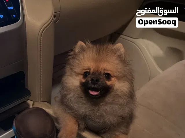 بومرينيان العمر ثلاث شهور و نص