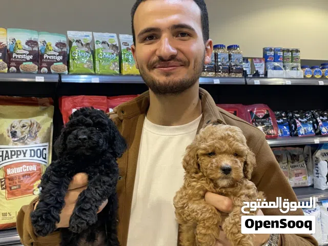 كلب بودل عمر 7 شهور