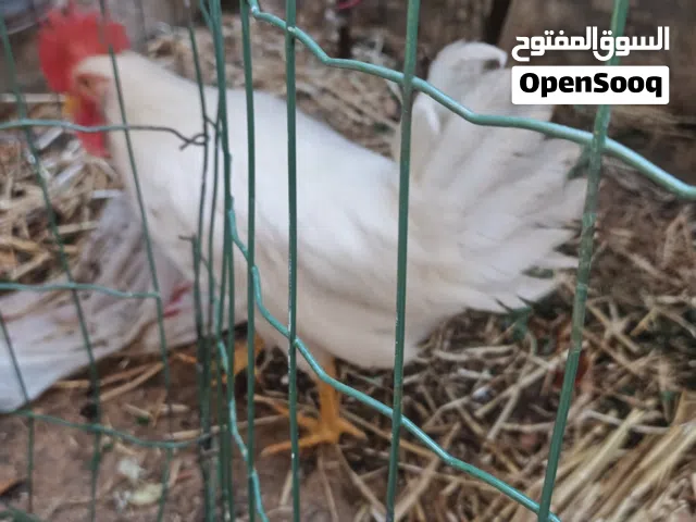 تلات ديوك 2 باكستاني وواحد زراعي  الواحد