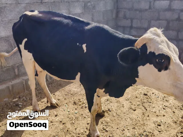 بقرة هجين ظفاري هولندي
