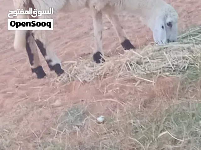 السلام عليكم بسم الله ماشاءالله حوليه للبيع العمر 4 شهور تقريبآ المكان القره بوللي