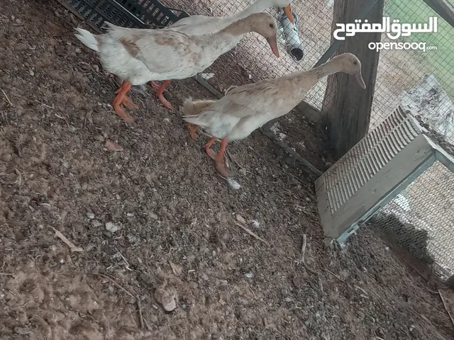 متوفر تلاته انتيات بط بطريق معهم كتكوت زينه مكان الزاويه الغرب