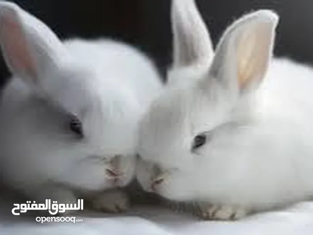 ارانب بلدية بيضاء مزراع مطعمه