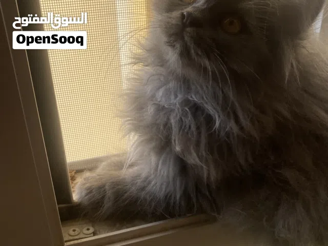 شيراز البيع