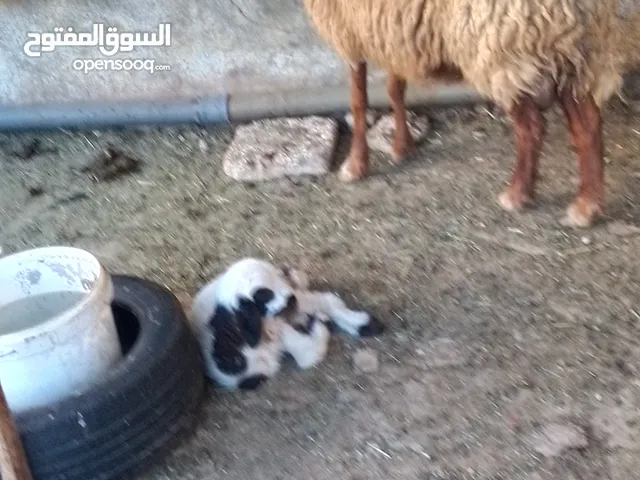 نعجه للبيع وراها عبود عمان جاوا