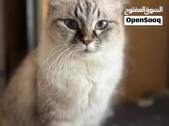 Cat for Adoption for Free (All Female)