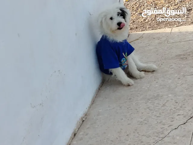 كلب زينه منزلي وجميل