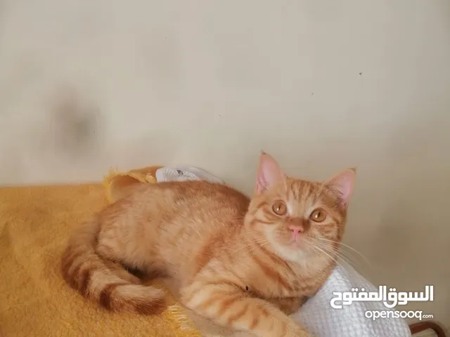 Beautiful Healthy Cats Home pets