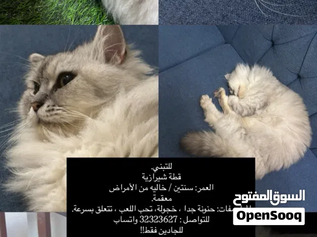 للتبني شيرازي