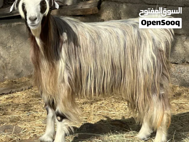 للبيع أغنام عمانيات عشرات بعضهن يتاومن أعمارهن سنه و نص ل سنتين والحلال محصن كل شي سليم