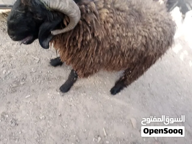 لحام اذبح ضحايا  باب بيتك