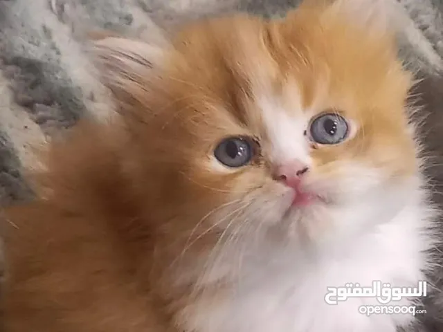 قطط نوع سيامي وسكوتش فولد
