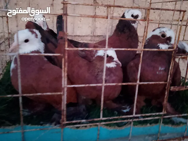 مجموعة جواز عراقيات للبيع