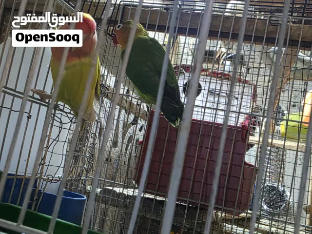 غندورات اثنين نثايه للبيع سعر 35