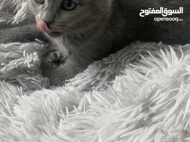 قطط سكوتش فولد موقي للبيع Scottish Fold Moogie Kittens