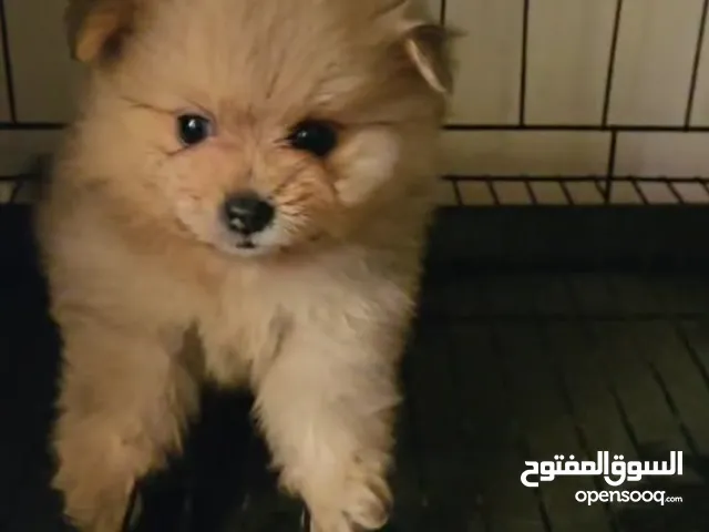 mini pomeranian pappys 3 months old vaccination and passport available healthy playful