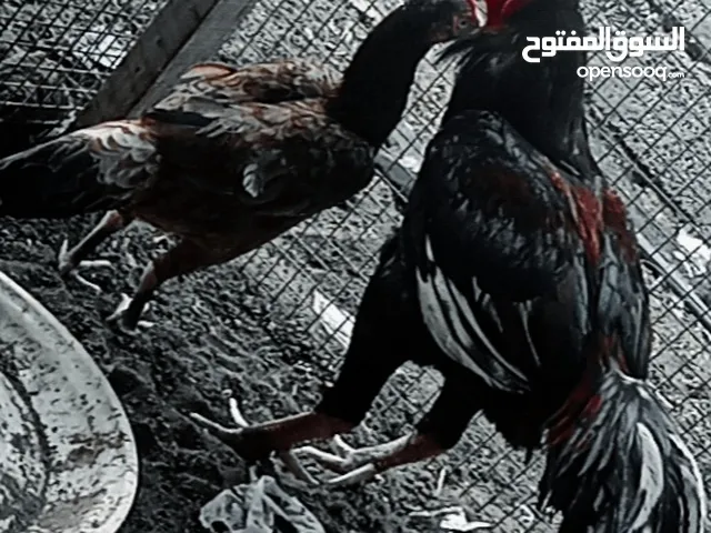 ديك مكراني