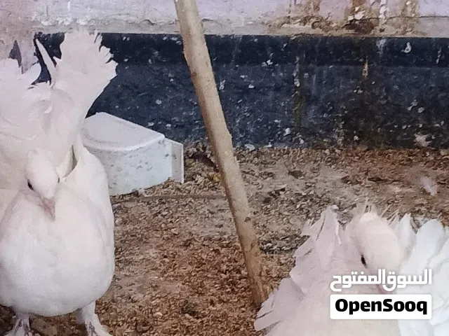 حمام عروسه الزوج