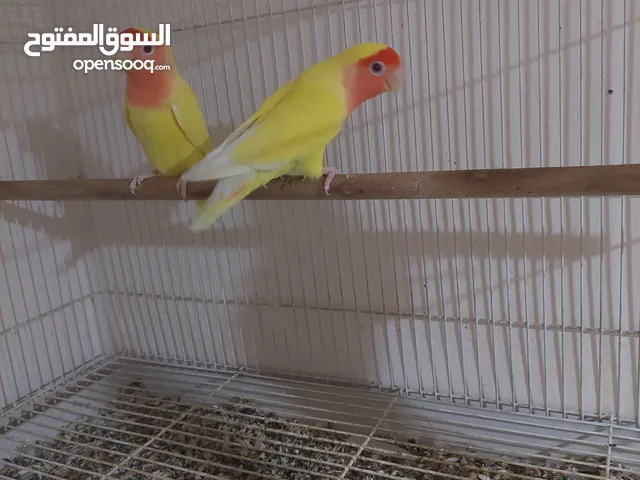 زوج لوفبيرد (روز) للبيع