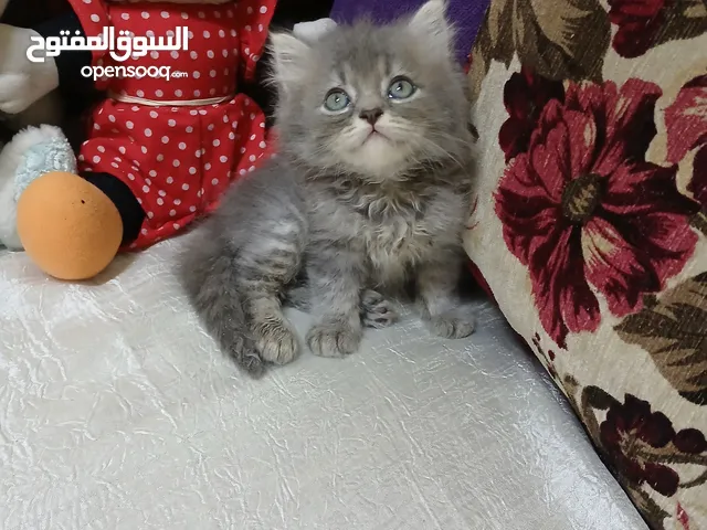 5اولاد شيرازي
