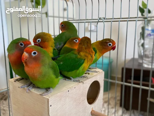African love birds for sale