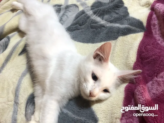 قطه للبيع جاد تعال خاص