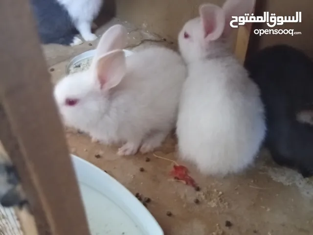 أرانب صغار عمر شهر للبيع في الزرقاء