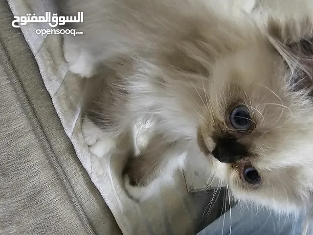 قطط هملايا عدد 2 ذكر وأنثى عمر شهرين