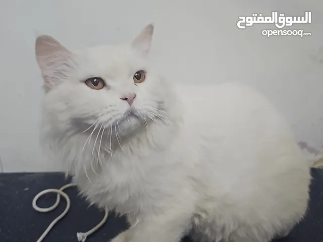 persian cats