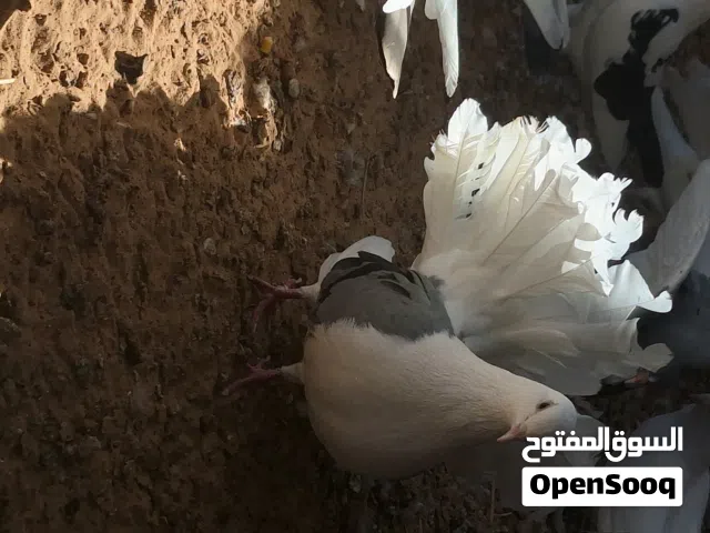 حمام تونسي للبيع